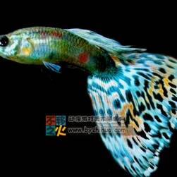 漂亮的魚 3DS模型