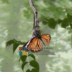 蝴蝶 破繭 森林 模型