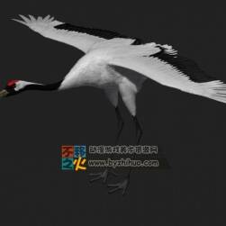 仙鶴 Max模型