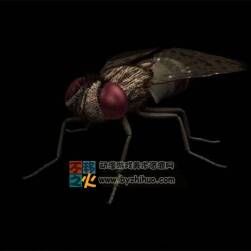 Fly 蒼蠅Max模型
