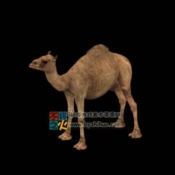 One-humped camel 單峰駱駝 3D模型