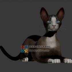 乖貓咪 Max模型 四邊面