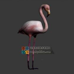 Flamingo  火烈鳥(niǎo) 3DMax模型