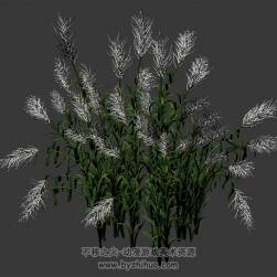 蘆葦叢 3D模型