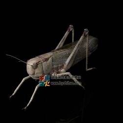 巨像蝗蟲 Max模型