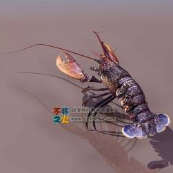 lobster 龍蝦2號 3DS模型