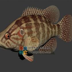 花斑魚 Max模型