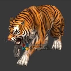 健碩的老虎 Max模型