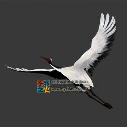 仙鶴飛 Max模型