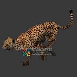 獵豹 3D模型 帶跑動(dòng)作