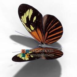 簡單的蝴蝶一只 Max模型