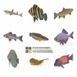 58種魚(yú)類(lèi)大合集 Max模型
