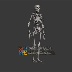 骨骼 骨架 骨頭 模型