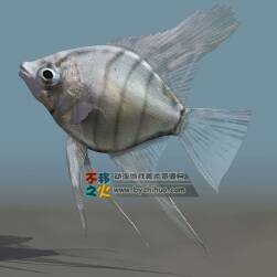 Fish 海洋淺水魚3DS模型