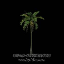 椰子樹/椰樹 3D模型