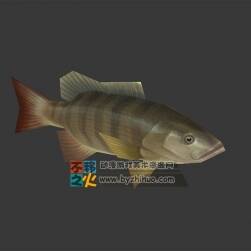 再來一條魚吧 Max模型
