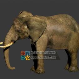 大象 elephant max模型