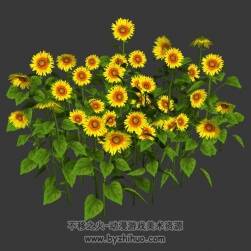 葵花模型 向日葵3D模型