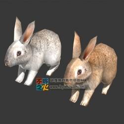 兩只小可愛 兔子Max模型