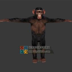動物園之小猩猩 Max模型 四邊面