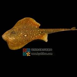Qui fish 魁魚(yú)Max模型