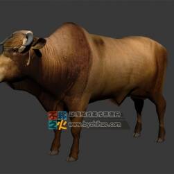 寫實大黃牛 3D模型