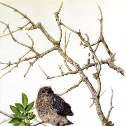 超寫實 花鳥樹木畫集 57P