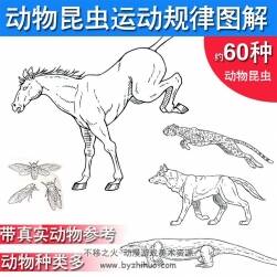 60種 動(dòng)物昆蟲 運(yùn)動(dòng)規(guī)律圖解 動(dòng)畫參考素材
