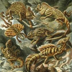 生物圖鑒 各種動物昆蟲圖譜 208P