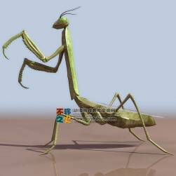超寫實螳螂 3DS模型