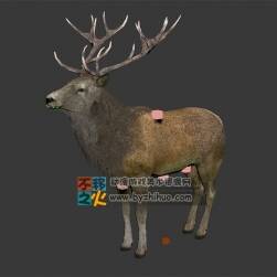 逼真的麋鹿模型