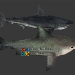 兩條寫實鯊魚 Max模型