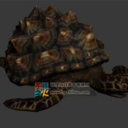 巨背海龜 Max模型