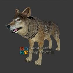 動物園之灰狼 Max模型 四邊面