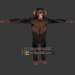 寫實小猩猩一只 Max模型