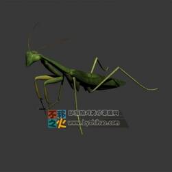 一只逼真的螳螂模型