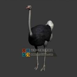 寫實(shí)鴕鳥 OBJ模型