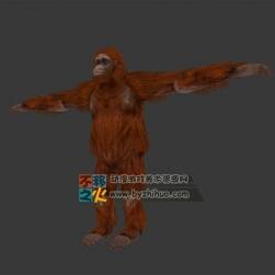 紅毛猩猩 Max模型 四邊面