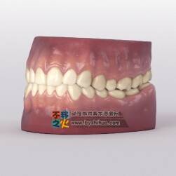 十分逼真的牙齒模型