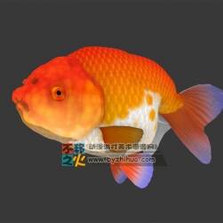 水族之紅色小金魚 3DS模型
