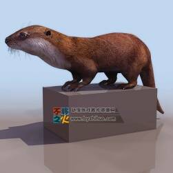 Otter 水獺 3DS模型