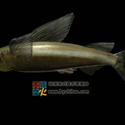 Fish 魚3DS模型